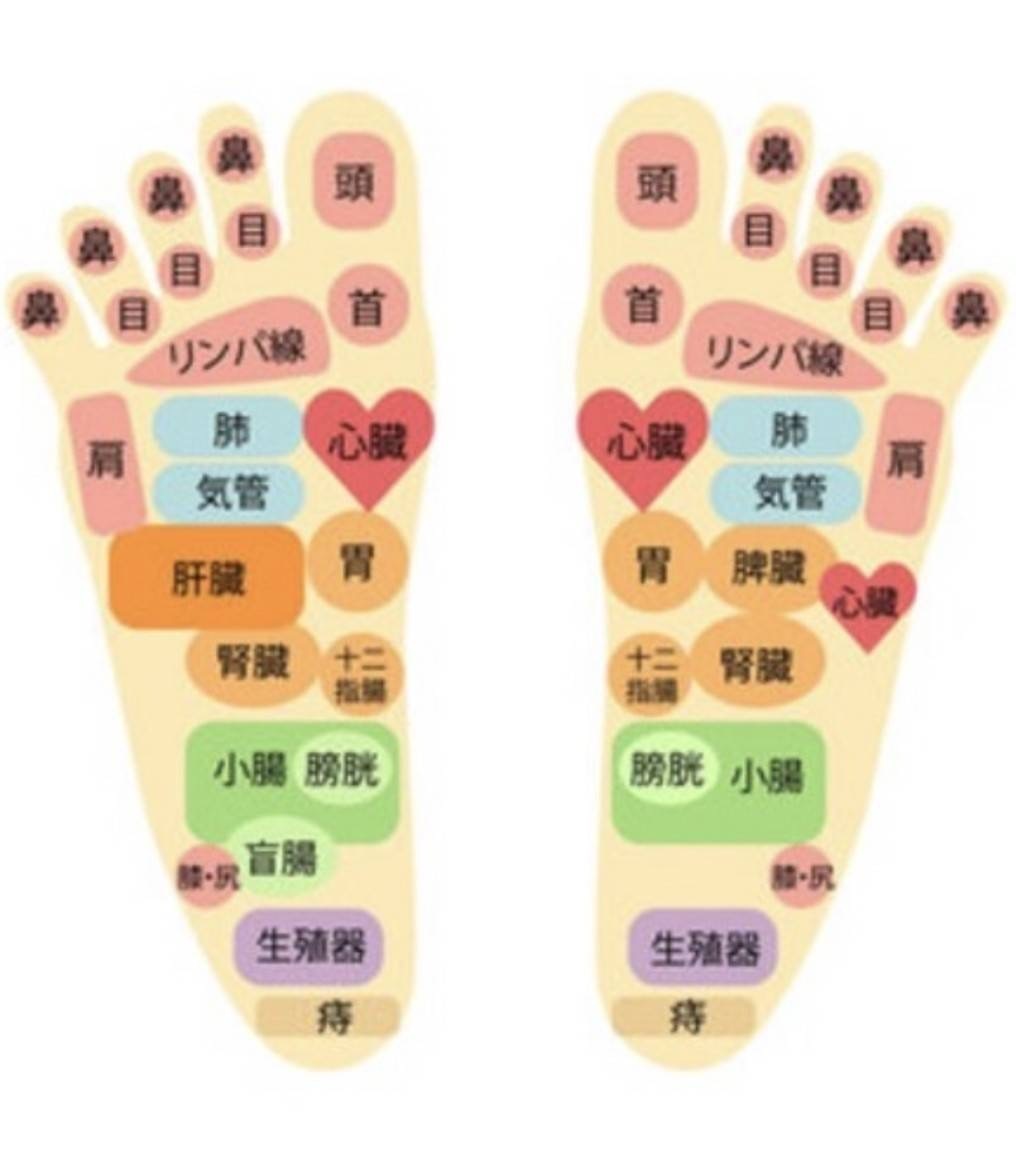 足裏の反射区・足つぼ 図解イラスト 英語版173086787 毎月1点無料 フリー のストックフォト イメージマート