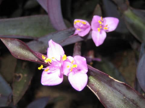 蓮華八十七号の正しい読み方資料