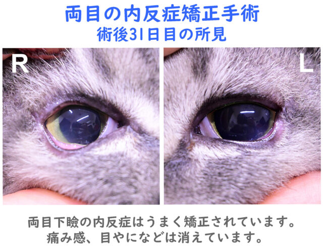 口コミ「先生全員いい方達です」イヌの逆さまつげ矢敷動物病院 - 神奈川県相模原市南区 動物病院口コミ検索 Calooペット
