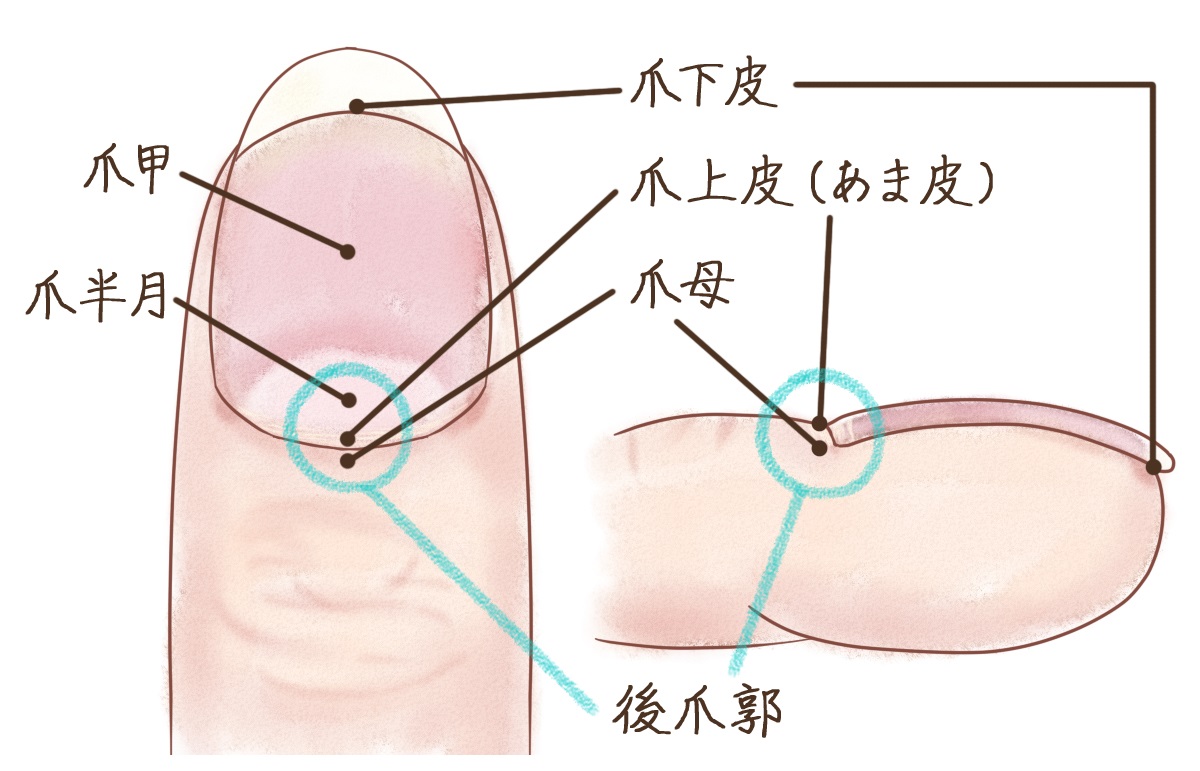内出血？した爪にネイルするのは良くないですよね？多分内出血だと思うんですが、去- Yahoo!知恵袋