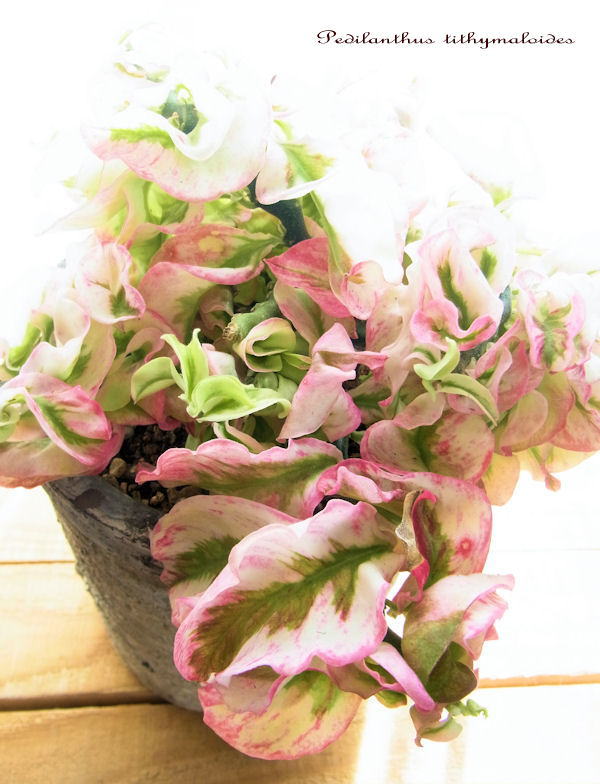 大銀竜 ペディランサス ドワーフ 育て方 - eternal wind