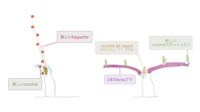 ワイン用ブドウ栽培～ブドウ畑の一年間～ワインやお酒にまつわるお役立ち情報モトックス
