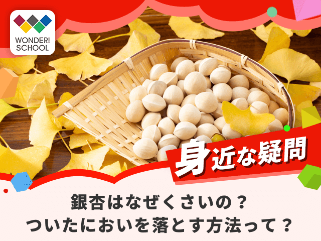 ほとけのみみ？稚内銀杏草 ぎんなんそう を美味しくお召し上がりいただくために レシピ・食べ方北海道へ行こう