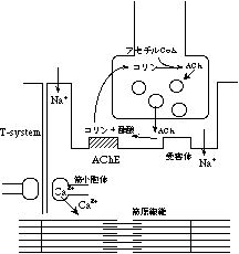 骨格筋弛緩薬