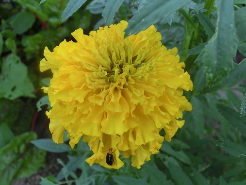 マリーゴールドのコンパニオンプランツとしての効果とは？ 代表的な品種や相性の良い野菜の組み合わせを紹介マイナビ農業