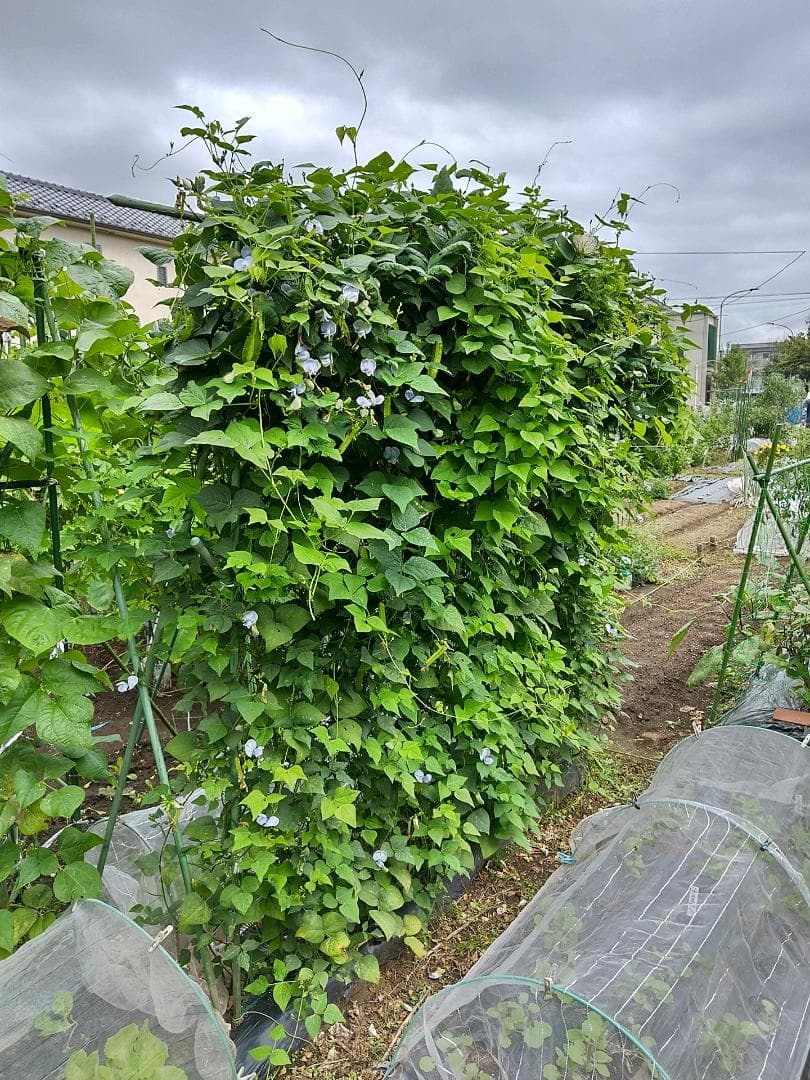 四角豆 うりずん豆 🌱 ようやく収穫が始まりました！ 熱帯アジア原産の野菜で、日本では沖縄や小笠原諸島でよくつくられているようです。四方向にヒダヒダがついていて独特な見た目ではありますが、切り口が星型で可愛いらしい野菜でもあります。 炒めもの、和え物