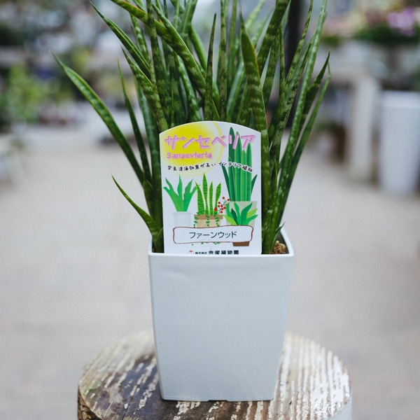 多肉植物 サンスベリア 風水効果 幸運・健康運・邪気払い・集中力UP 等 虎の尾 - メルカリ