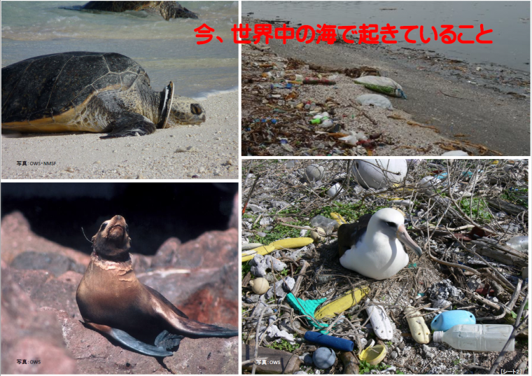 楽園の海 SDGs特集前編 〜沖縄の海のゴミ問題～ – QAB NEWS Headline