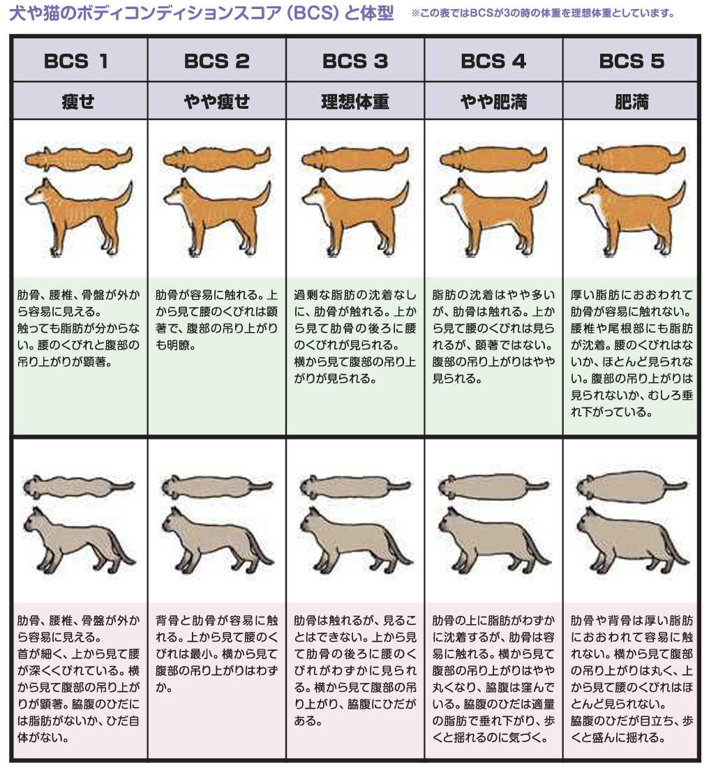 10.24 センターから腹水の溜まった犬を引き出しましたCAPIN キャピン 公式活動報告