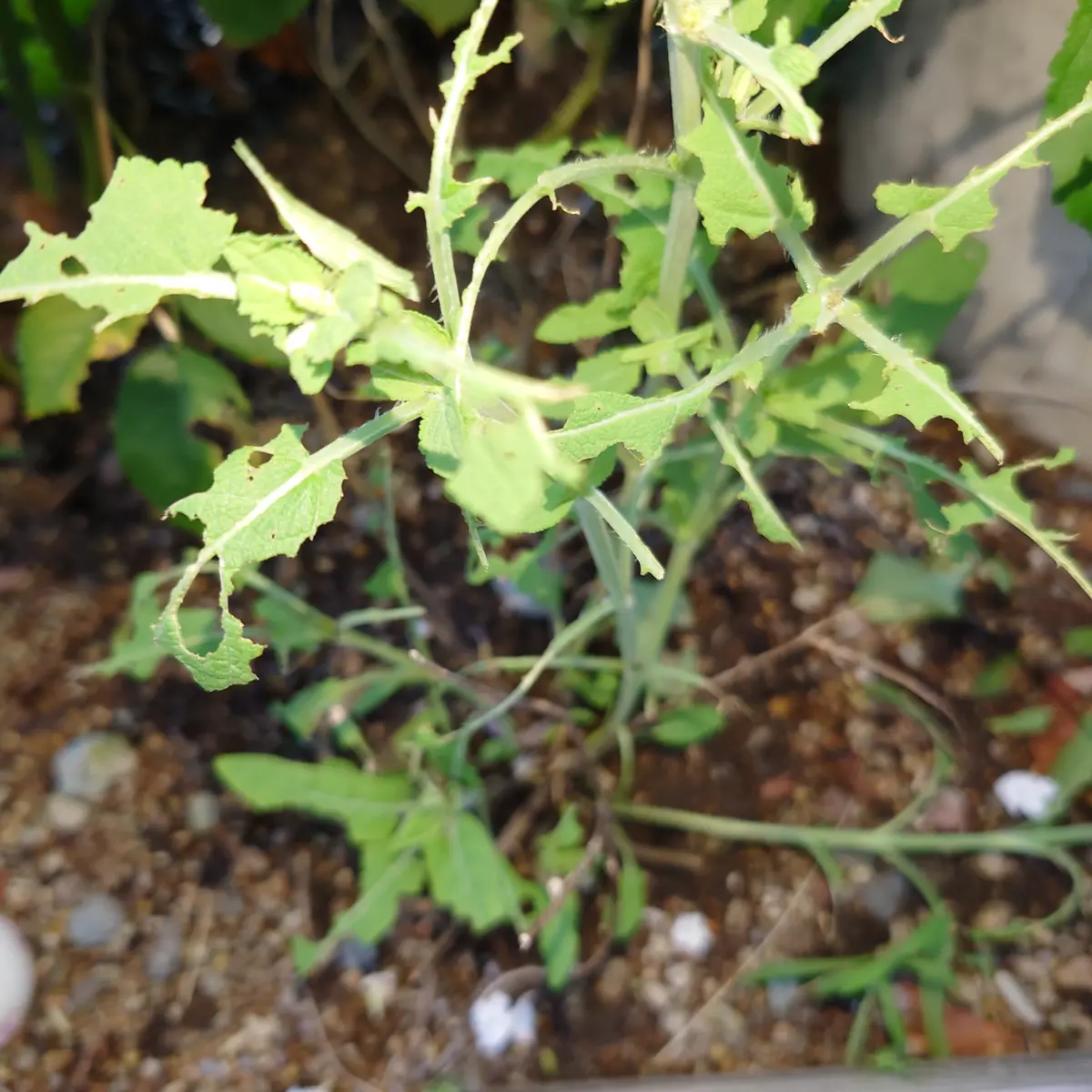 大事な家庭菜園の大葉のバッタ対策をしてみた - Kajirinhappyのブログ