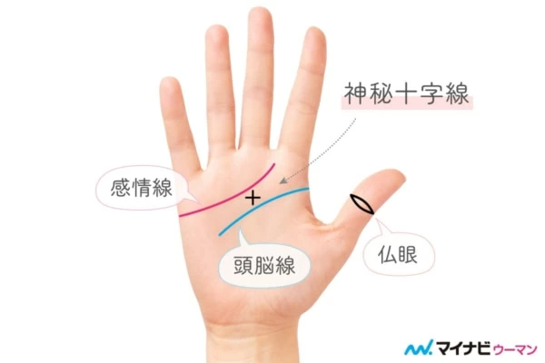 親指の手相の見方とは？ 付け根・第一関節の目が意味する運勢 手相占い 「マイナビウーマン」