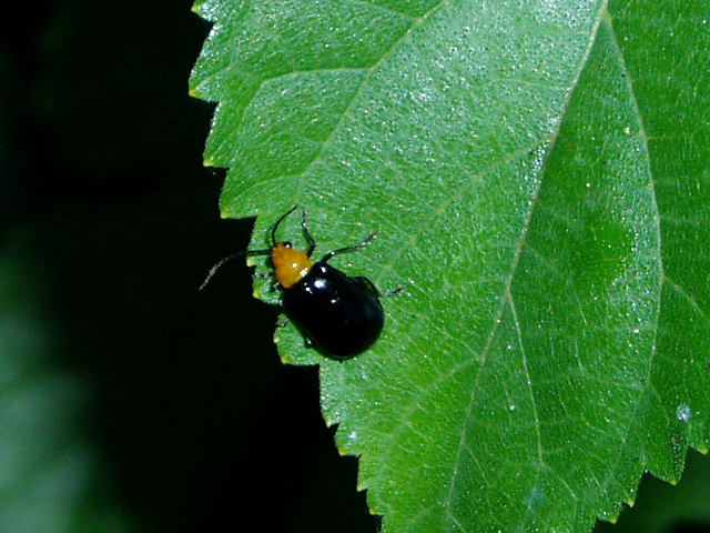 クロウリハムシ・目立たずとも身近なところに生息する存在 - 昆虫散歩道
