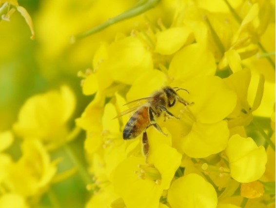 夢占い 蜂に刺される夢の意味とは？手・腕・頭・他人が刺される場合のメッセージを解説！パブリックスタンド