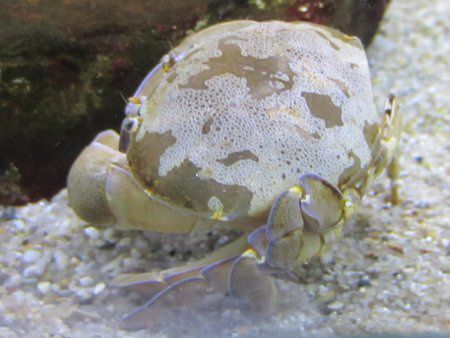 毒ガニを食べたコンダオ島の男性、ヘリ搬送され一命をとりとめる三面- VIETJOベトナムニュース