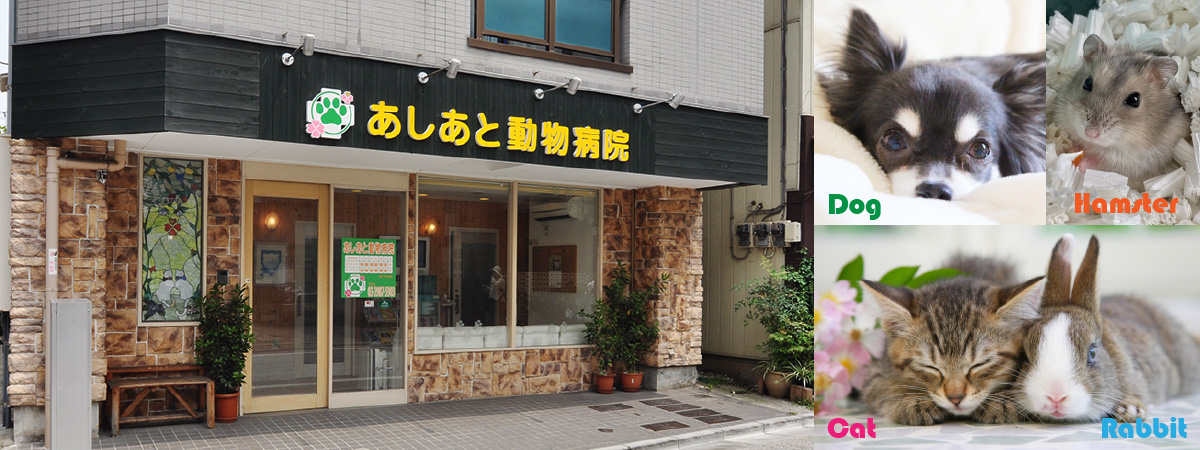 あしあと動物病院東京都豊島区雑司が谷アニコムどうぶつ病院検索