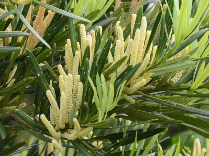 ナンヨウスギ なんようすぎ 南洋杉 - 庭木図鑑 植木ペディア