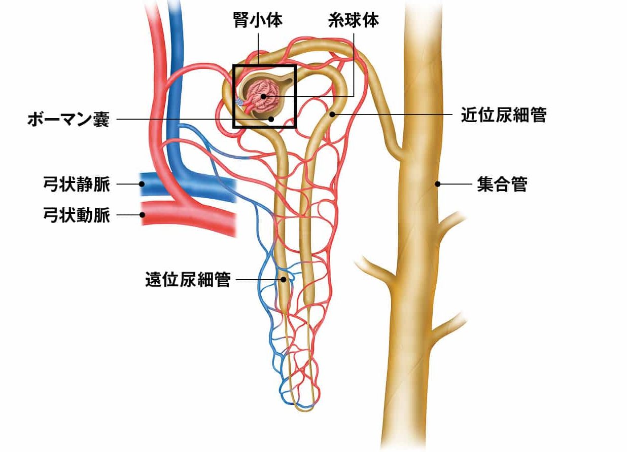 2021年大学入試共通テスト「生物」 第2日程 第4問「腎臓のはたらき」 配点15点 問題・解答・解説船橋市議会議員 朝倉幹晴公式サイト