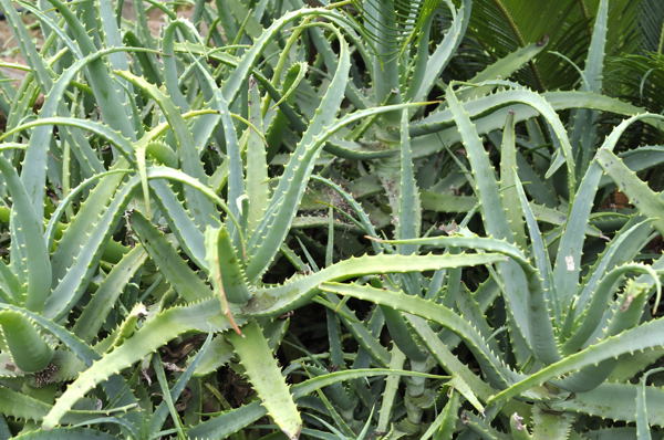 楽天市場 食用 アロエ 種類 植物 アロエ の通販