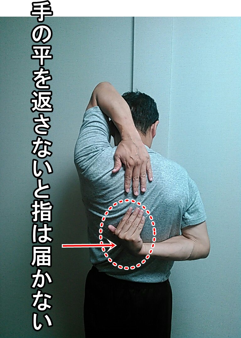 背中で手を組める？膝立ちで後屈できる？できると素敵なポーズのコツ - スポーツナビ