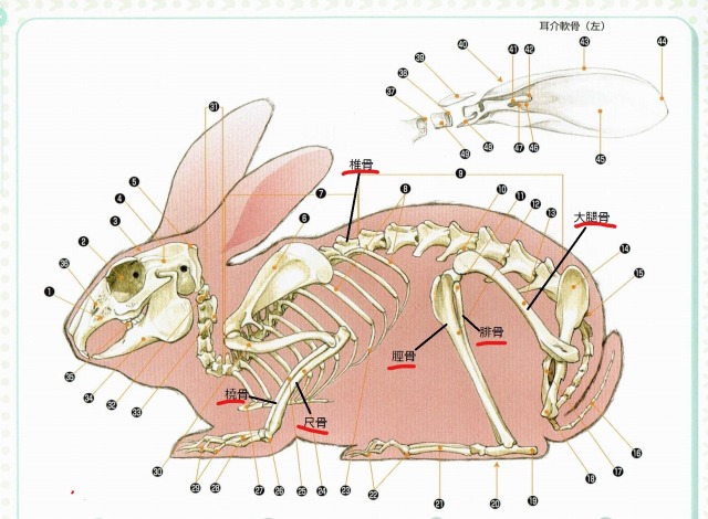 ラッボザ筋肉ウサギ - LINE スタンプLINE STORE