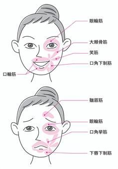 筋肉の働き - 歯とお口のことなら何でもわかる テーマパーク8020