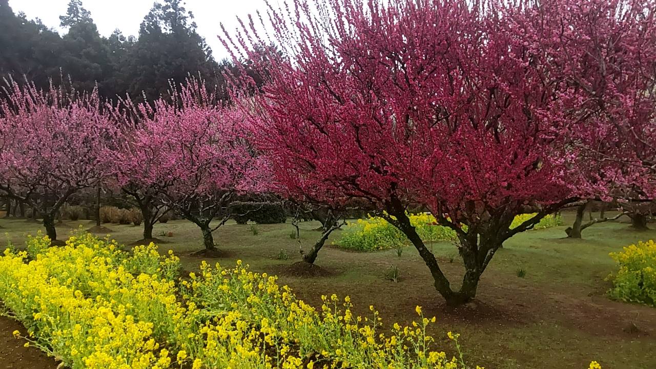 特別養護老人ホーム 梅林園 従来型個室・多床室 城陽市 みんなの介護
