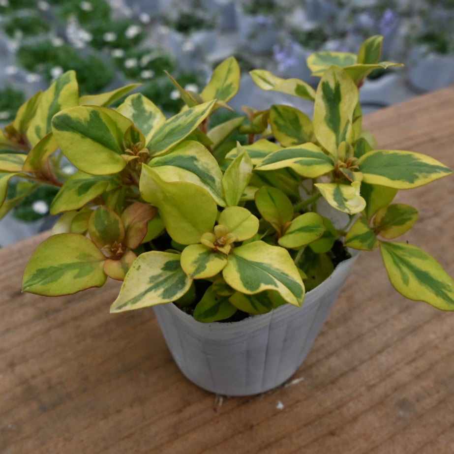 ITANSE リシマキア リッシー 花苗 2.5〜3号ポット 1個売り 花の苗 フラワーガーデン 寄せ植え 送料無料 イタンセ公式 :野菜苗・植物・青果物販売のITANSE - 通販 - Yahoo!ショッピング