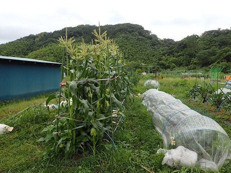 コンパニオンプランツとは？おすすめの植物や植え方一覧HORTI by GreenSnap