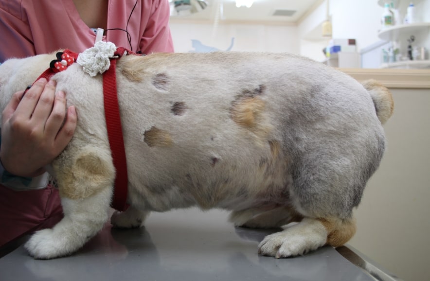 犬猫用かゆみ止めの成分はなんですか？どうぶつの皮膚科・耳科・アレルギー科