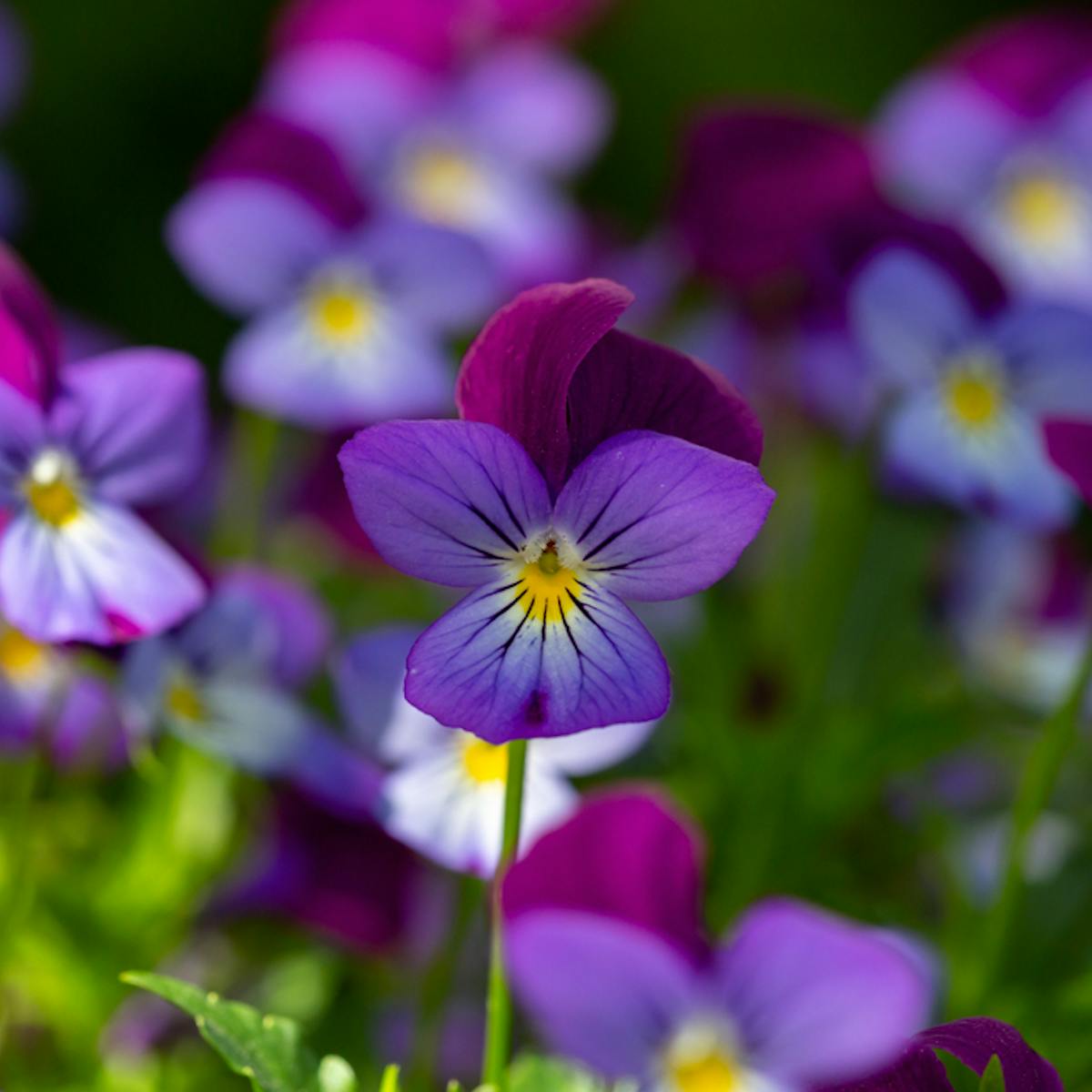 初恋や片思いにまつわる花言葉を持つ花10選HORTI by GreenSnap