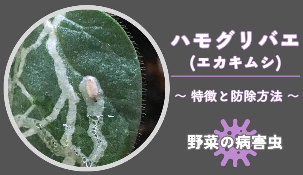 害虫「トマトハモグリバエ」とは？作物への影響と防除対策、適用農薬まとめ