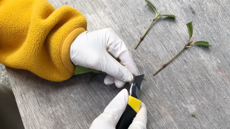 センリョウ×千両は実が美しい庭木 風水で植える方角や育て方も解説します