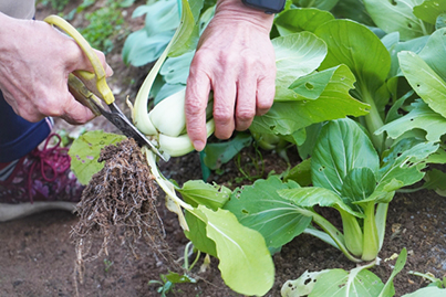再生栽培 スーパーのチンゲン菜の切りくずを育てて増やしました✨ リボベジ 野菜節約術 牛乳パック