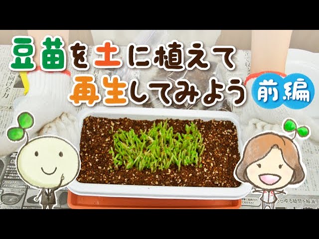 ダイソー 「あるの嬉しくて買っちゃった」「天才か」豆苗がグングン育つ『110円プランター』面倒な水替えがめっちゃ楽にできるの！ 購入レビュー