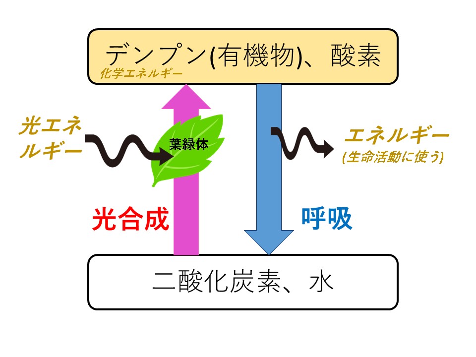 高校入試 理科の「光合成」って何？図解で理解につながるポイントをすべて伝えます！ – 高校入試徹底対策ガイド