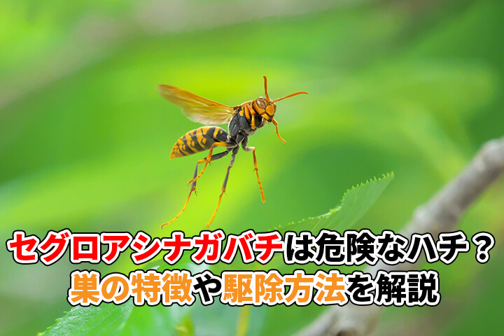 必見 ハチに刺された時の対処法
