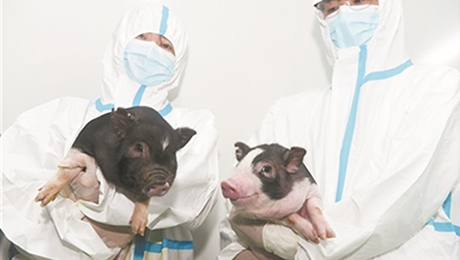 イノシシによる被害状況と対策方法 EPARKくらしのレスキュ