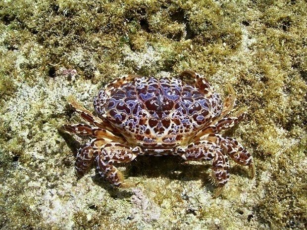 スベスベマンジュウガニ 写真素材5692371- フォトライブラリ