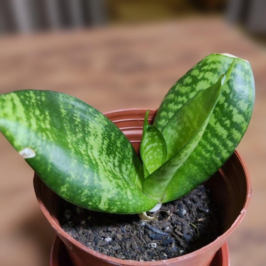 サンスベリアの風水効果 どこに置くと金運や仕事運が上がる