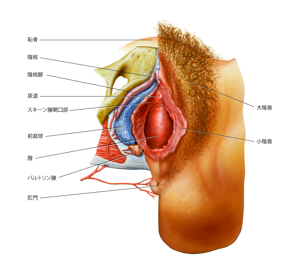 女の子の赤ちゃんの泌尿器・性器の病気 外陰炎・膣炎の症状とケア 医師監修 たまひよ