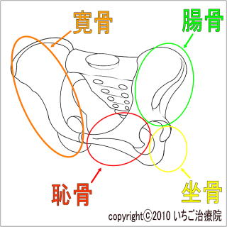 骨盤・股関節の解剖学 – McDavidサポータ－ブランドのマクダビッド オフィシャルサイト