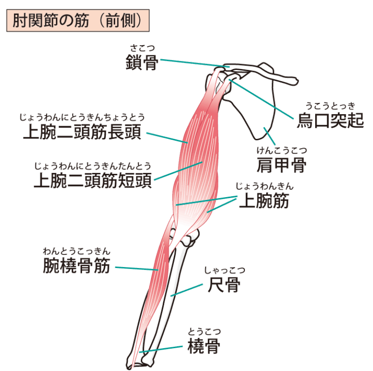 腕橈骨筋イラスト無料イラスト・フリー素材なら「イラストAC」