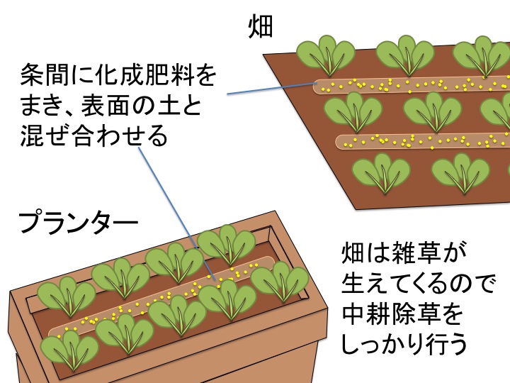 チンゲンサイ 青梗菜オザキフラワーパーク