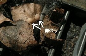 セアカゴケグモにご注意を！！ - 坂出市ホームページ