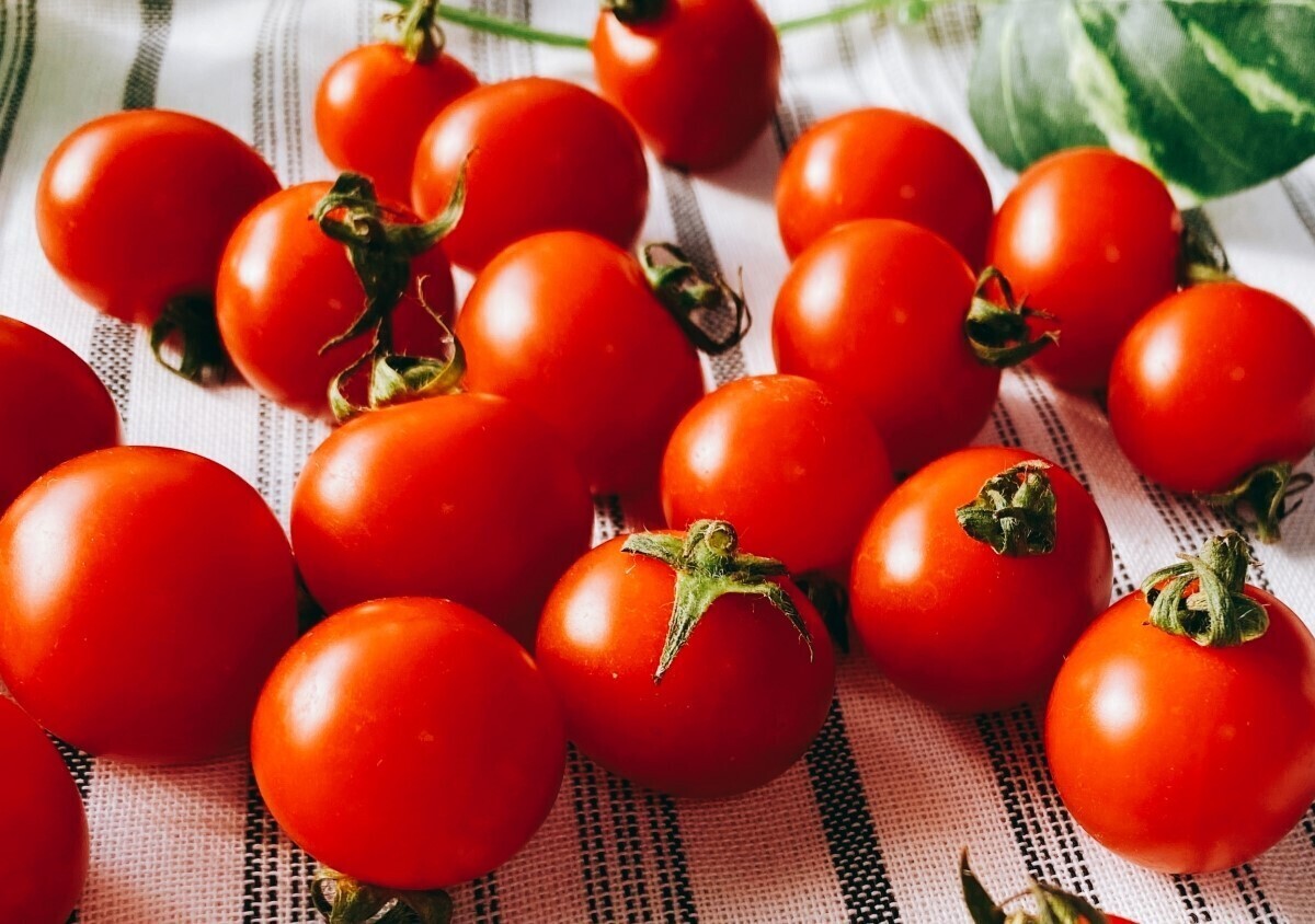 初心者向け！簡単にできるミニトマトの仕立て方と剪定方法。NO660 2023.5.10