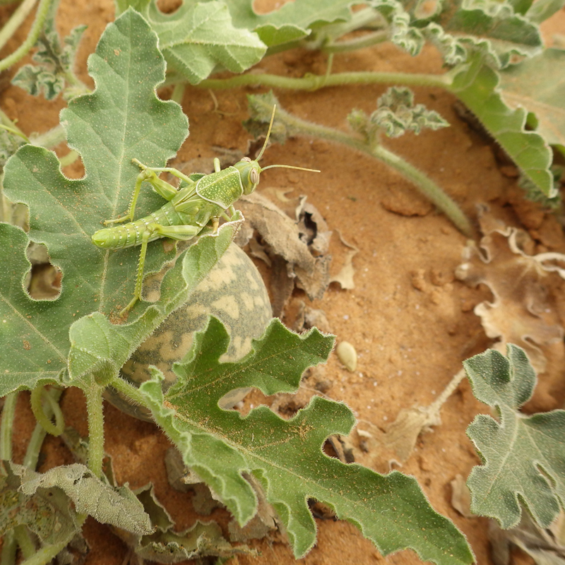 バッタを観察しよう こどもの国