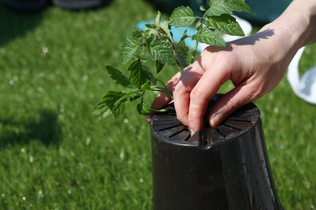 ペットボトル栽培 ミニトマトをペットボトルで逆さまで育てる