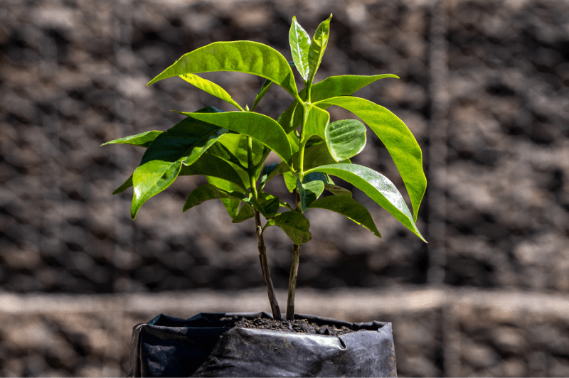 コーヒーの木 10号観葉植物送料無料でお届け - Hitohana ひとはな