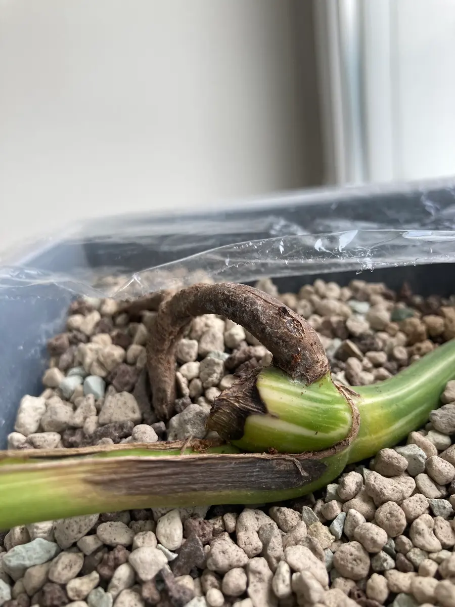 斑入りモンステラ 茎伏せ 発根・発芽済み