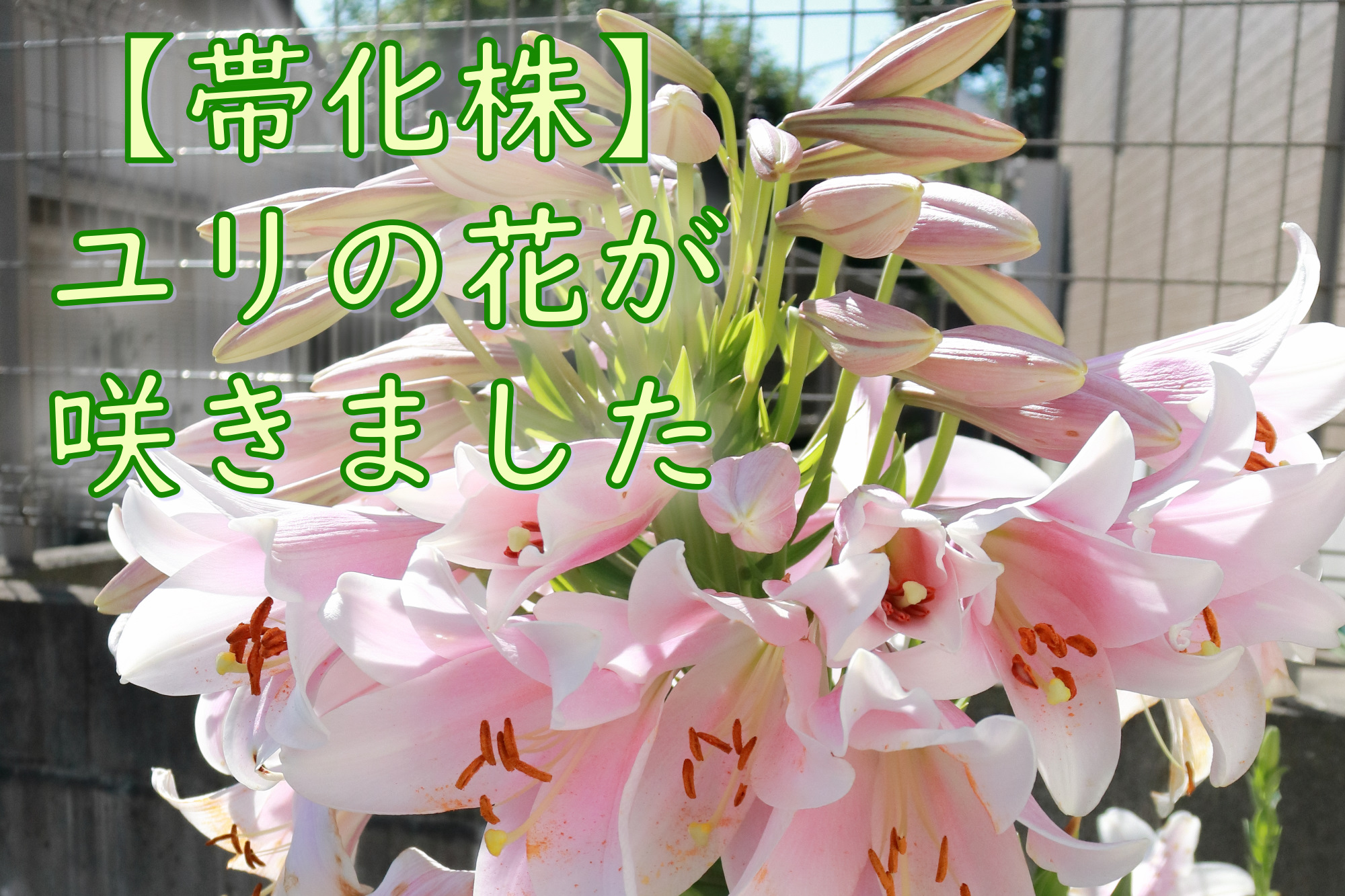 Go!伊勢崎 街中の花と緑・夏の花